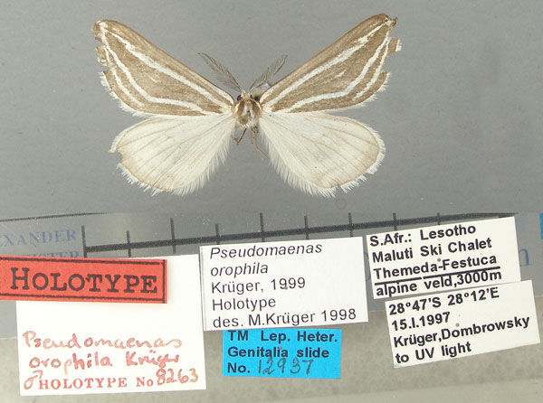 /filer/webapps/moths/media/images/O/orophila_Pseudomaenas_HT_TMSA.jpg