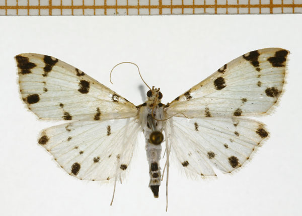 /filer/webapps/moths/media/images/O/orophila_Pycnarmon_A_DePrins.jpg