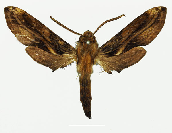 /filer/webapps/moths/media/images/O/orpheus_Theretra_AM_Basquin_02a.jpg