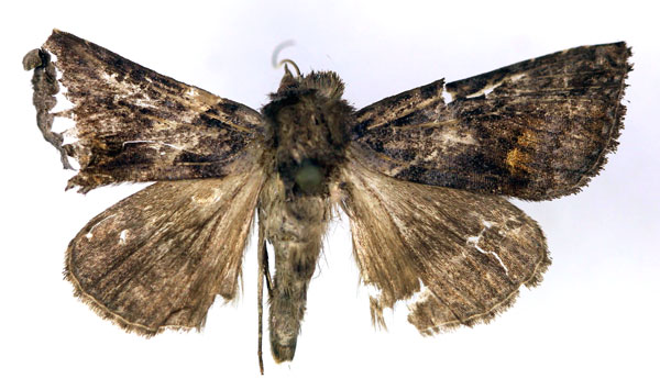 /filer/webapps/moths/media/images/O/orphnina_Plusia_A_RMCA.jpg