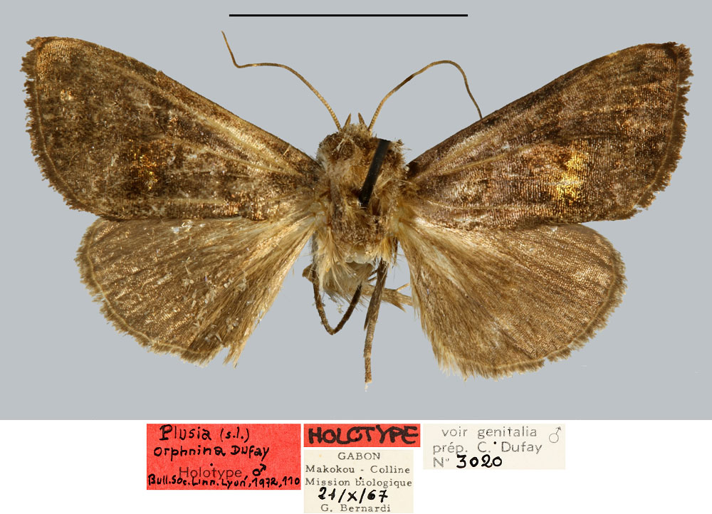 /filer/webapps/moths/media/images/O/orphnina_Plusia_HT_MNHN.jpg