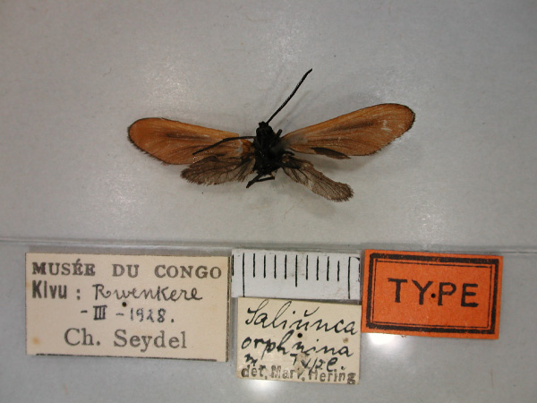 /filer/webapps/moths/media/images/O/orphnina_Saliunca_HT_RMCA_02.jpg
