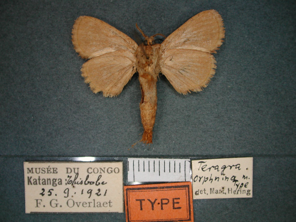 /filer/webapps/moths/media/images/O/orphnina_Teragra_HT_RMCA_01.jpg