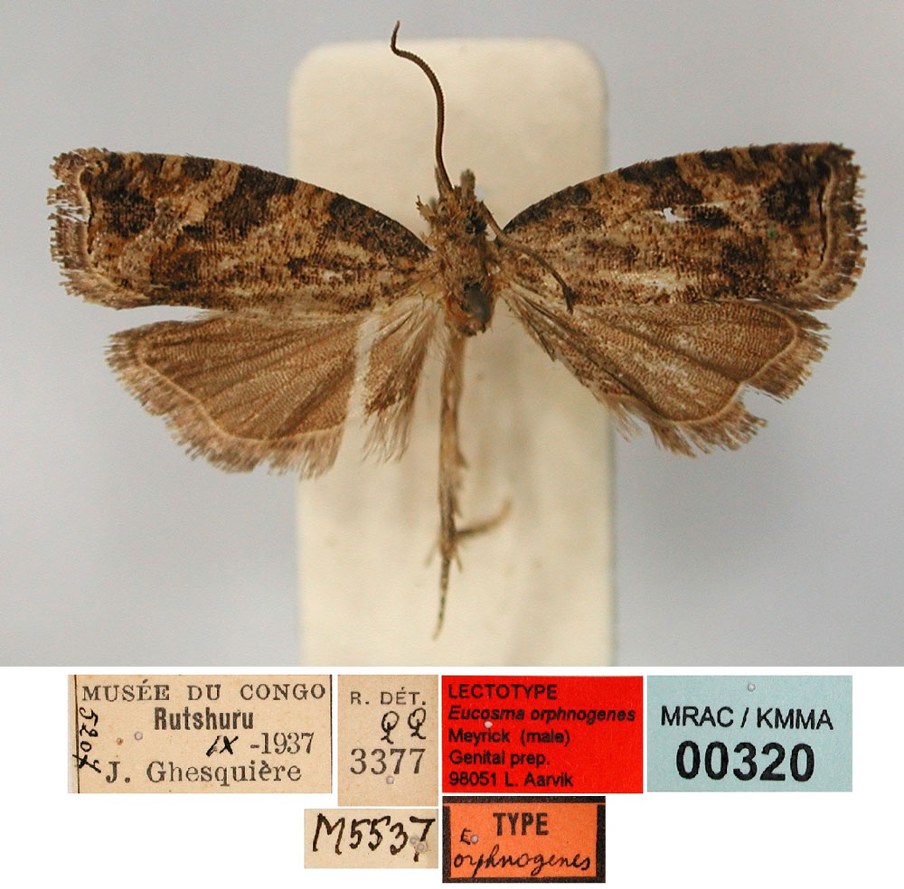 /filer/webapps/moths/media/images/O/orphnogenes_Eucosma_LT_RMCA.jpg