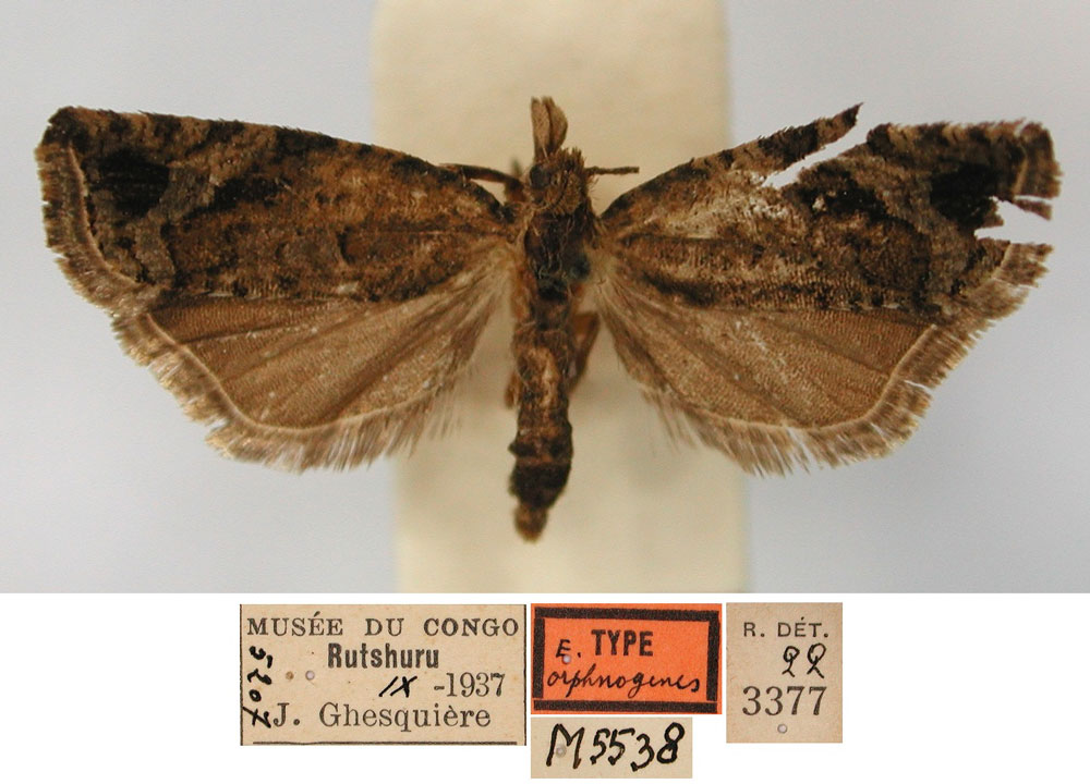 /filer/webapps/moths/media/images/O/orphnogenes_Eucosma_PLT_RMCA.jpg