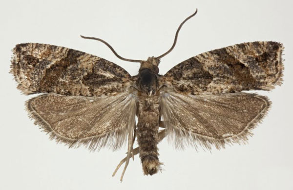 /filer/webapps/moths/media/images/O/orphnogenes_Megaherpystis_AM_NHMO.jpg