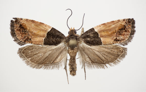 /filer/webapps/moths/media/images/O/orthacta_Neaspasia_AF_NHMO.jpg