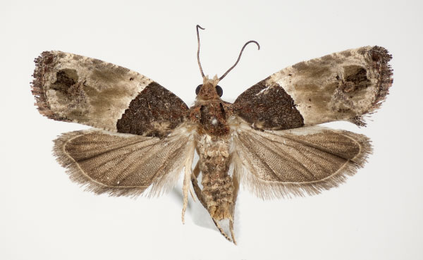 /filer/webapps/moths/media/images/O/orthacta_Neaspasia_AF_RMCA.jpg