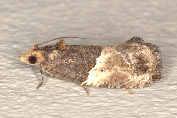 /filer/webapps/moths/media/images/O/orthacta_Neaspasia_AM_Heyns_02.jpg