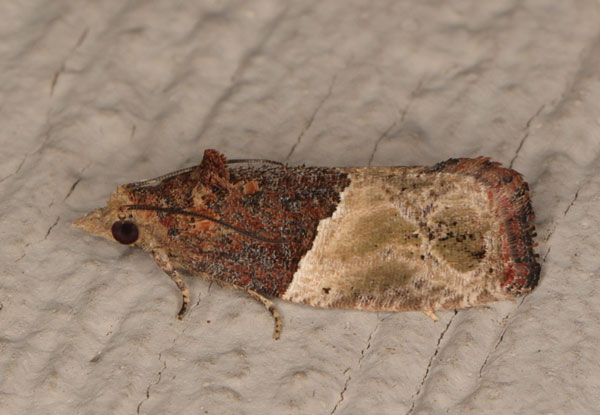/filer/webapps/moths/media/images/O/orthacta_Neaspasia_AM_Heyns_03.jpg