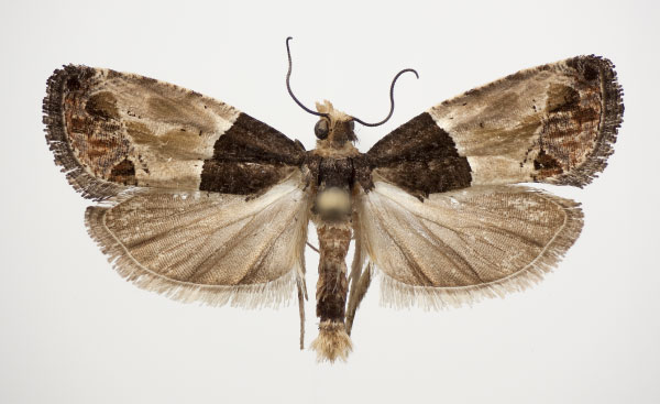 /filer/webapps/moths/media/images/O/orthacta_Neaspasia_AM_NHMO.jpg