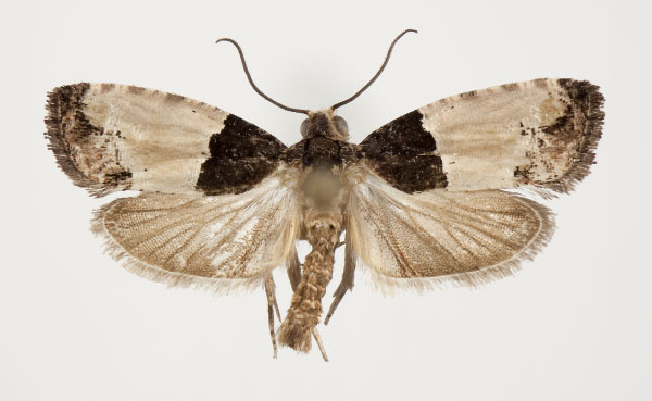 /filer/webapps/moths/media/images/O/orthacta_Neaspasia_AM_NHMO_02.jpg