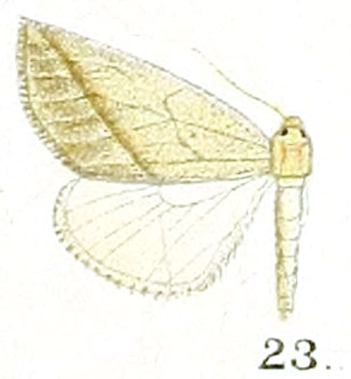 /filer/webapps/moths/media/images/O/orthobates_Aspilatopsis_HT_Prout_16-23.jpg