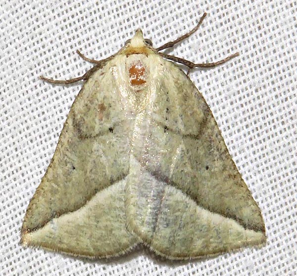 /filer/webapps/moths/media/images/O/orthobates_Drepanogynis_A_Braun_03.jpg