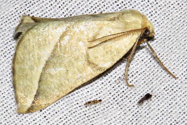 /filer/webapps/moths/media/images/O/orthobates_Drepanogynis_A_Braun_04.jpg