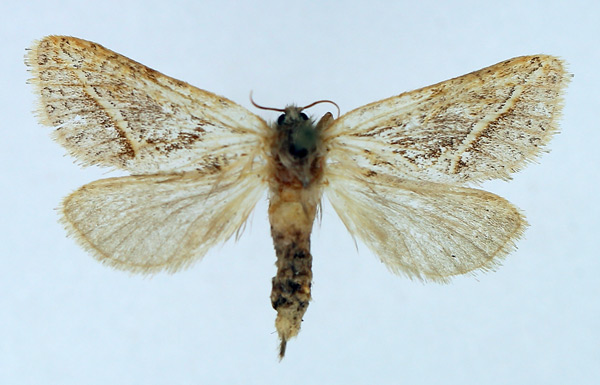 /filer/webapps/moths/media/images/O/orthocosma_Eudalaca_AF_TMSA.jpg
