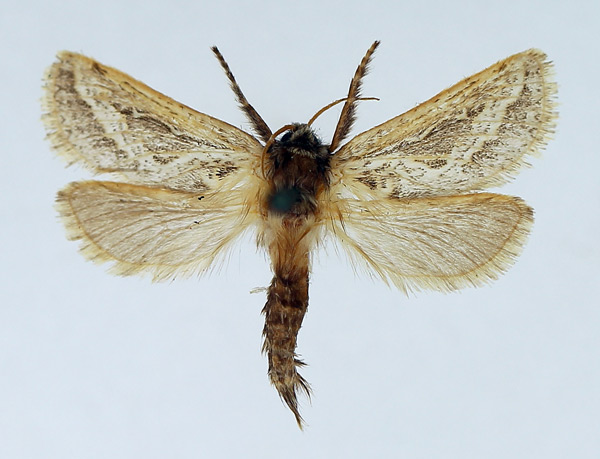 /filer/webapps/moths/media/images/O/orthocosma_Eudalaca_AM_TMSA.jpg