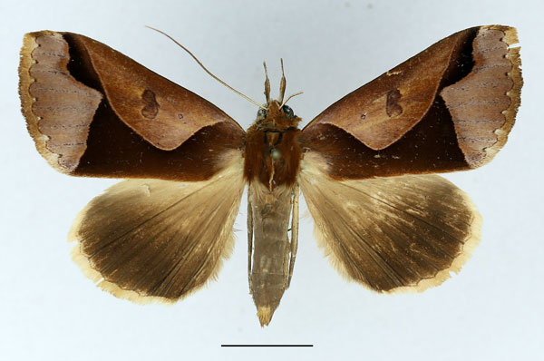 /filer/webapps/moths/media/images/O/orthogona_Euminucia_AF_Basquin.jpg