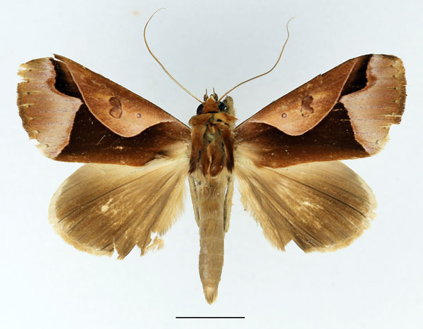 /filer/webapps/moths/media/images/O/orthogona_Euminucia_AM_Basquin.jpg