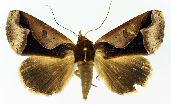 /filer/webapps/moths/media/images/O/orthogona_Euminucia_AM_Basquin_02.jpg