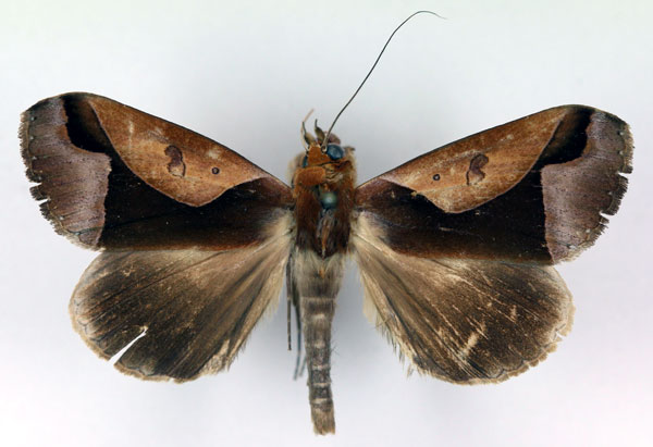 /filer/webapps/moths/media/images/O/orthogona_Euminucia_AM_RMCA.jpg
