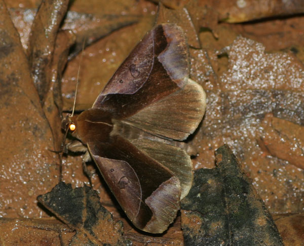 /filer/webapps/moths/media/images/O/orthogona_Euminucia_A_Jorpeland.jpg