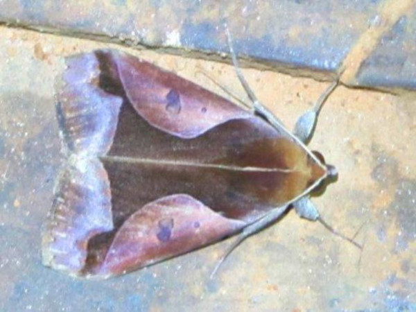 /filer/webapps/moths/media/images/O/orthogona_Euminucia_A_Stanton.jpg