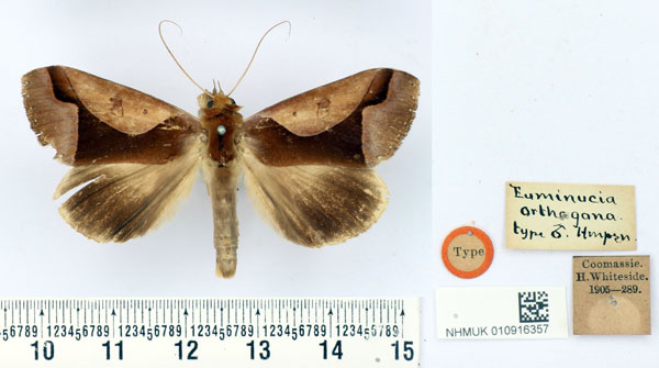 /filer/webapps/moths/media/images/O/orthogona_Euminucia_HT_BMNH.jpg