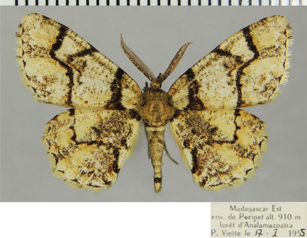 /filer/webapps/moths/media/images/O/orthogonalis_Colocleora_AM_ZSMa.jpg