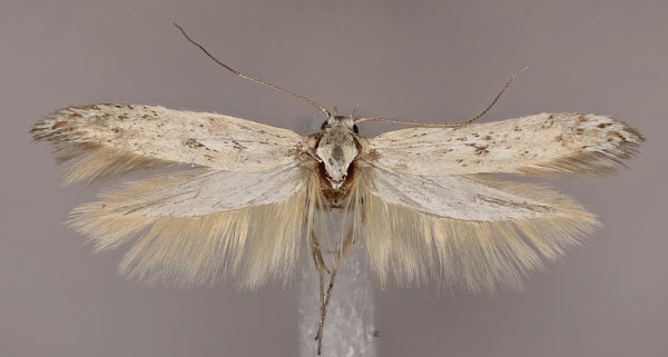 /filer/webapps/moths/media/images/O/orthogonella_Haploscythris_HT_ZMUH.jpg