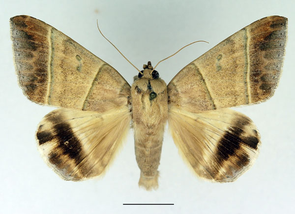 /filer/webapps/moths/media/images/O/orthogramma_Achaea_AF_Basquin.jpg