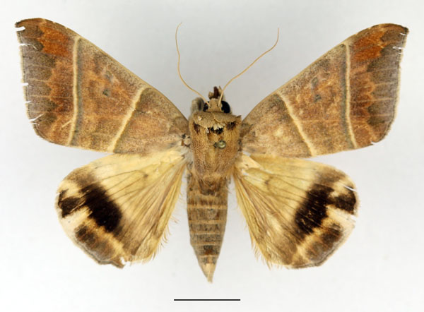 /filer/webapps/moths/media/images/O/orthogramma_Achaea_AM_Basquin.jpg