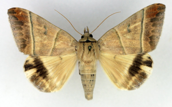 /filer/webapps/moths/media/images/O/orthogramma_Achaea_AM_Legrain.jpg