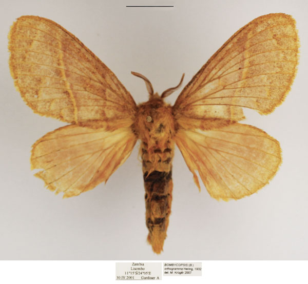 /filer/webapps/moths/media/images/O/orthogramma_Bombycopsis_AM_TMSA.jpg
