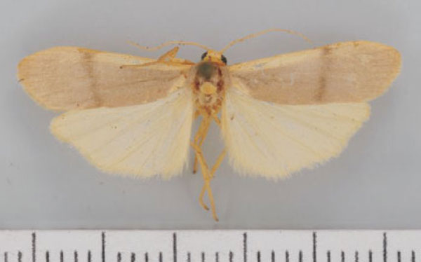 /filer/webapps/moths/media/images/O/orthogramma_Campteropsis_HT_TMSA.jpg
