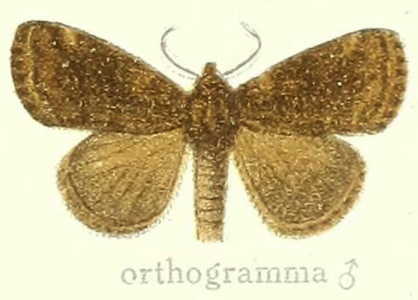 /filer/webapps/moths/media/images/O/orthogramma_Dasychira_HT_Hering_23e.jpg