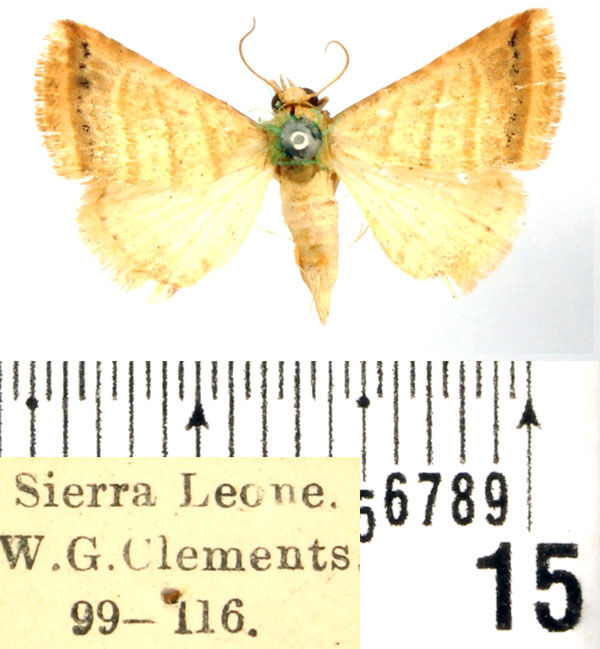 /filer/webapps/moths/media/images/O/orthogramma_Eublemma_AF_BMNH.jpg