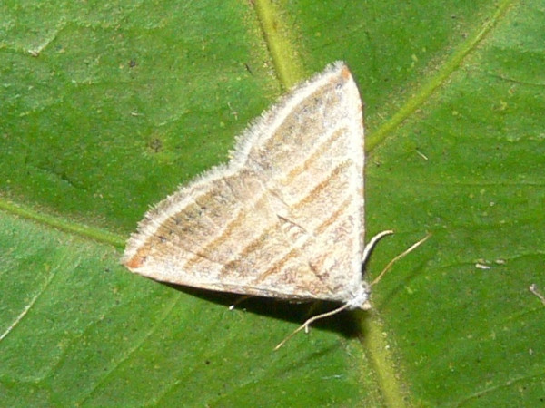 /filer/webapps/moths/media/images/O/orthogramma_Eublemma_A_Goff_02.JPG