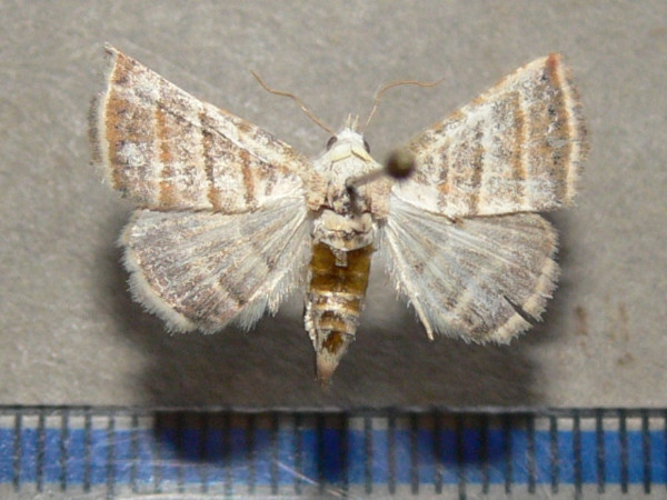 /filer/webapps/moths/media/images/O/orthogramma_Eublemma_A_Goffa_01.JPG
