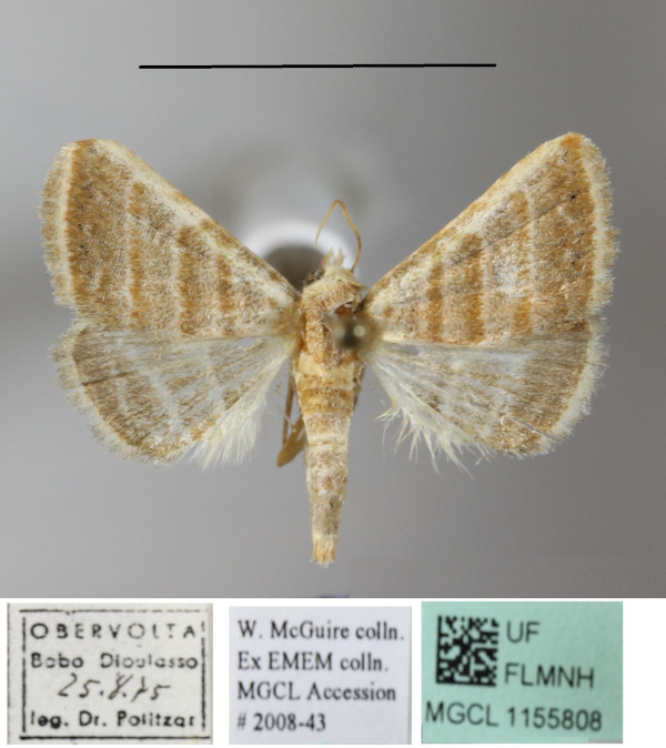 /filer/webapps/moths/media/images/O/orthogramma_Eublemma_A_MGCLa_01.JPG