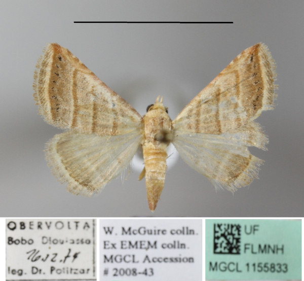 /filer/webapps/moths/media/images/O/orthogramma_Eublemma_A_MGCLa_02.JPG