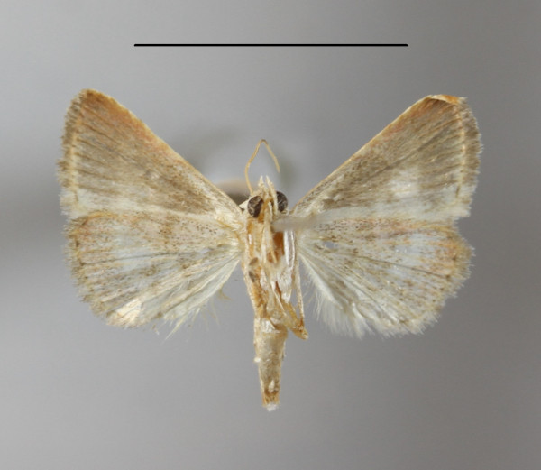 /filer/webapps/moths/media/images/O/orthogramma_Eublemma_A_MGCLb_01.JPG