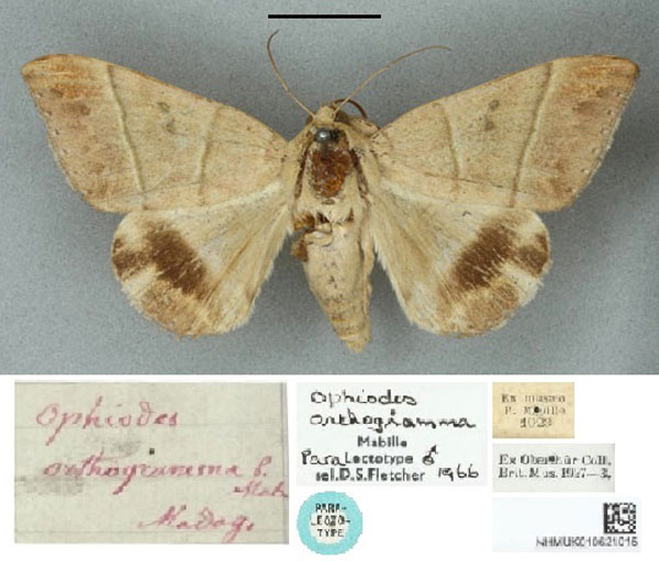 /filer/webapps/moths/media/images/O/orthogramma_Ophiodes_PLT_BMNH.jpg