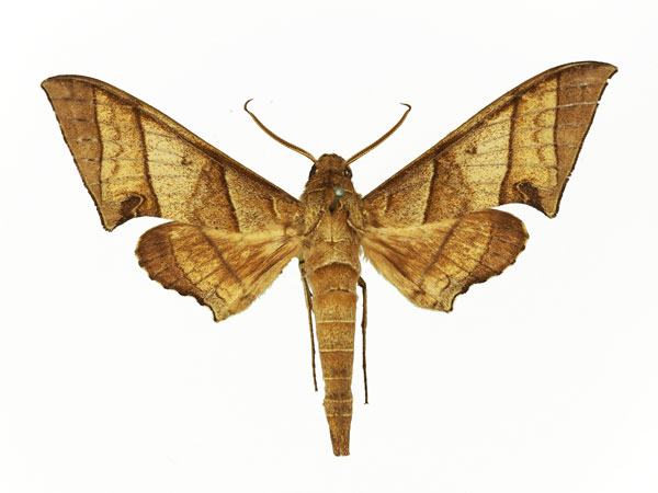 /filer/webapps/moths/media/images/O/orthographus_Polyptychus_AM_Basquin_01.jpg