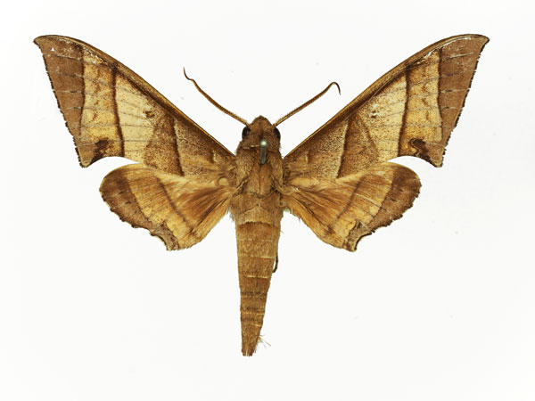 /filer/webapps/moths/media/images/O/orthographus_Polyptychus_AM_Basquin_02.jpg