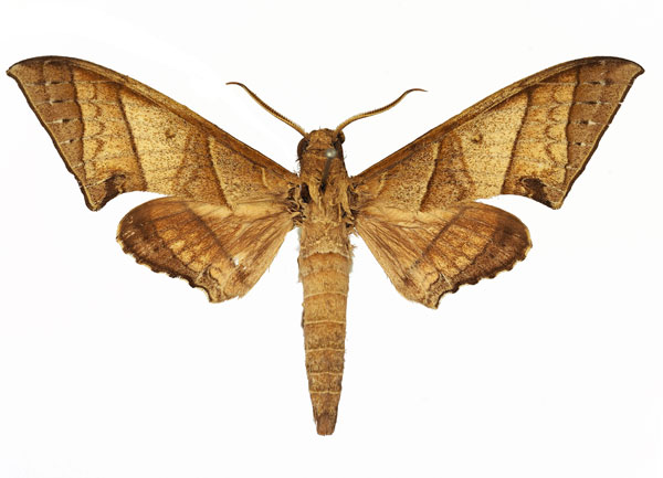 /filer/webapps/moths/media/images/O/orthographus_Polyptychus_AM_Basquin_03.jpg