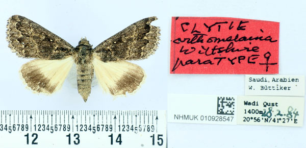 /filer/webapps/moths/media/images/O/orthomelaina_Clytie_PTF_BMNH.jpg