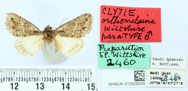 /filer/webapps/moths/media/images/O/orthomelaina_Clytie_PTM_BMNH.jpg