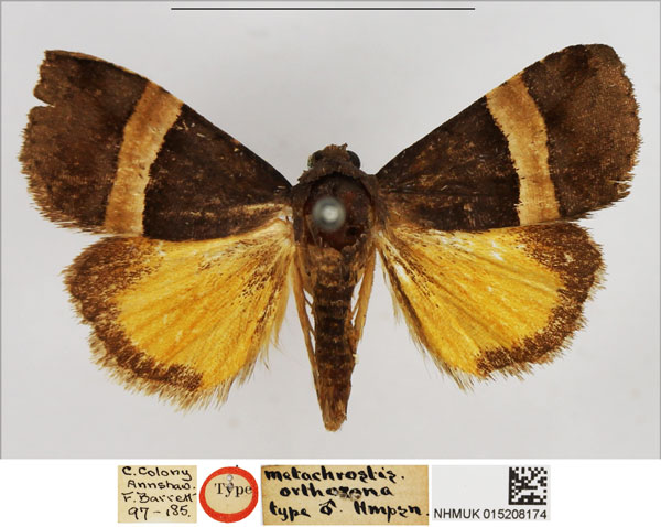 /filer/webapps/moths/media/images/O/orthozona_Metachrostis_HT_NHMUK.jpg