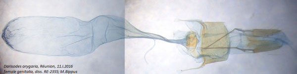/filer/webapps/moths/media/images/O/orygaria_Darisodes_GF_Bippus.jpg
